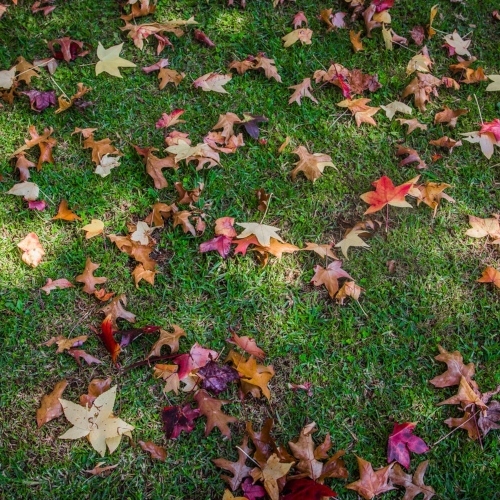 Beautiful Dried Leaves Dry Leaves 2170353 (1)