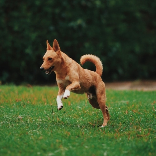Brown Dog Running On Grassy Field 1906153 (1)