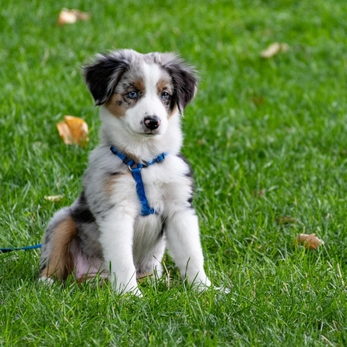 Puppy On Grass Field 1322182 (1)
