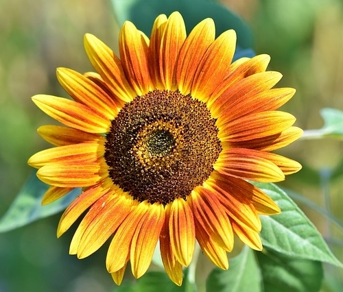 Sunflower 3614728 640 (1)