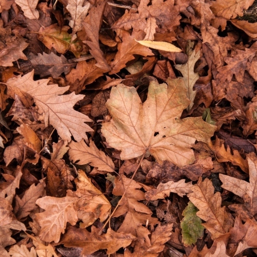 Dry Dry Leaves Fall Leaves 632075 (2)