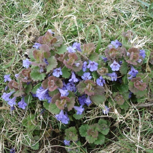 Ground Ivy   Glechoma Hederacea   Geograph.Org.Uk   1247588 (1)