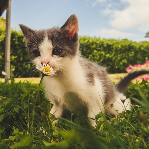 White And Grey Kitten Smelling White Daisy Flower 1472999