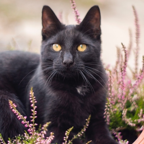 Black Cat On Planters Pot 1424687