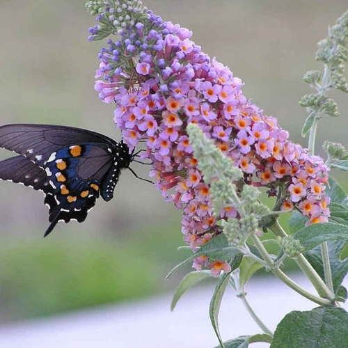 697px Butterfly Feeding From Butterfly Bush (1)