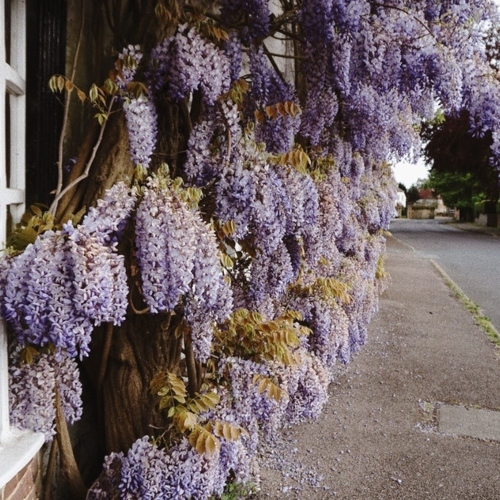 Purple Flowers 2421208 (1)