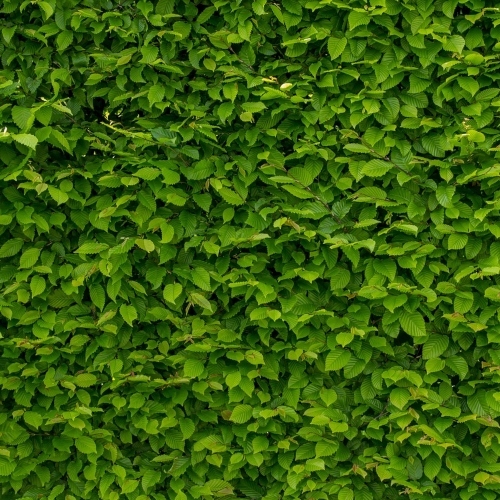Intense Green Wallpaper With Hornbeam 1407727 1280 (1)