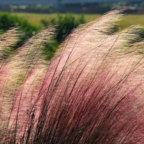 Pink Muhly Grass 2060600 1280 (1)