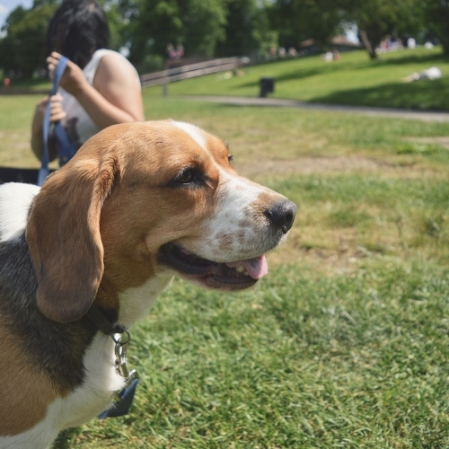 Animal Beagle Dog 7288