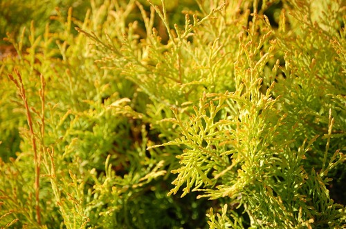 Arborvitae Thuja