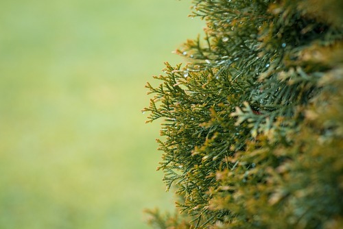 Arborvitae