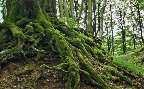 Roots On Forest Tree