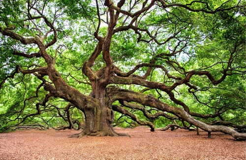 Old Live Oak Tree