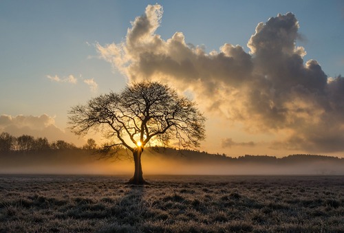 Tree In Sunrise