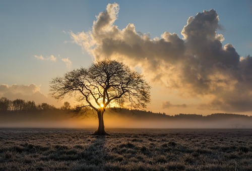 The Basic Anatomy of a Tree: Exploring Tree Structure and Function -  Arborist Now