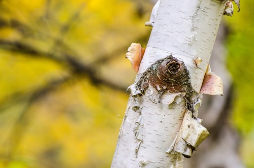 Birch Tree Peeling