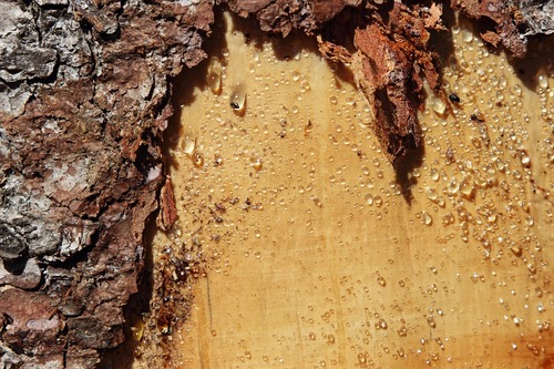 Sap On Peeling Tree