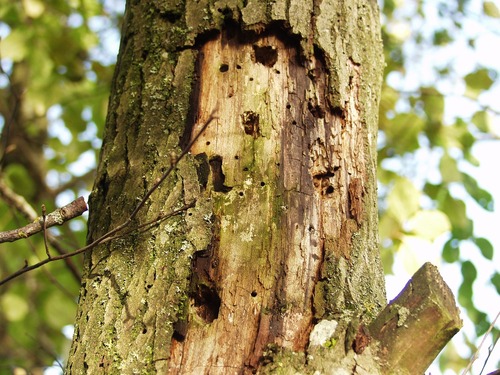 Tree Losing Bark