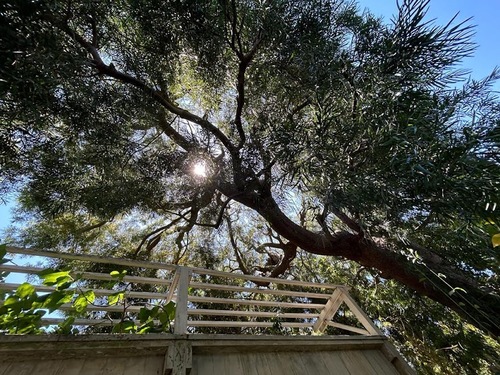 Tree Sunlight San Francisco