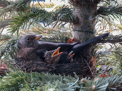 Bird Nesting In Tree