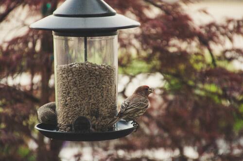 Birds On Birdfeeder