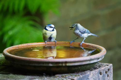 Birds On Birdbath