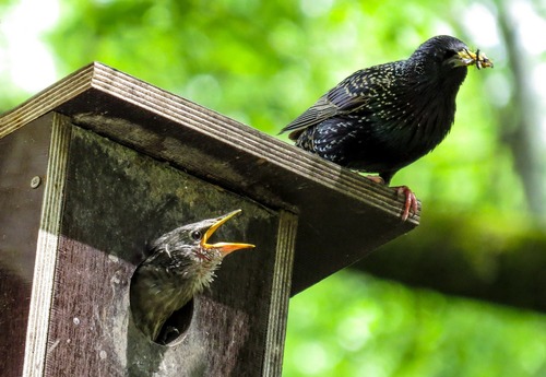 European Starling Bird Feeding