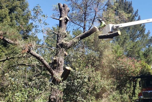 Tree Pruning Techniques: Pollarding vs. Topping