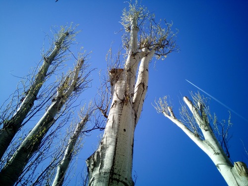 Watersprouts On Trees