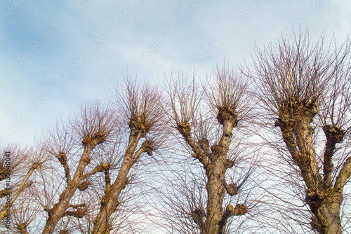 Pollarded Lime Tree