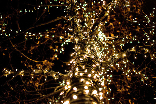 Tree Wrapped In Lights