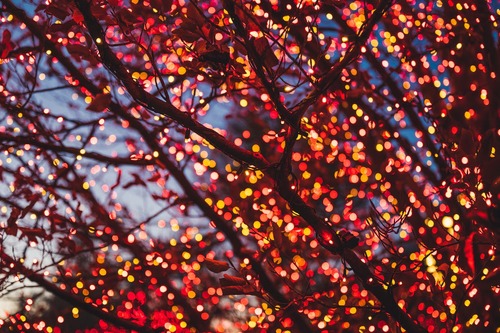 Holiday Lights Decorating Tree