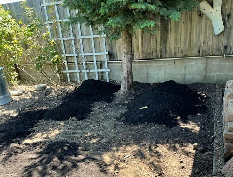 Mulched Tree Sf Bay Area