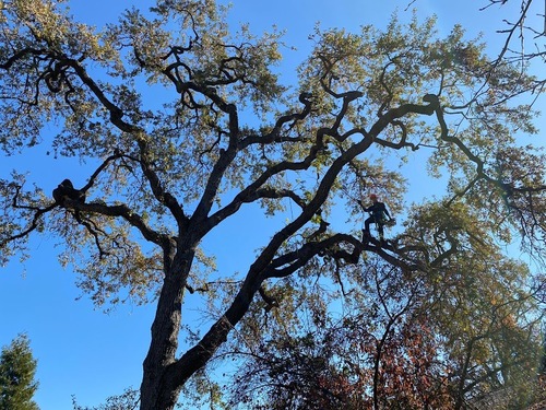 Large Oak Tree San Francisco Bay Area Arborist