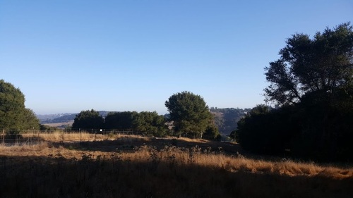 Large Trees Sf Bay Area