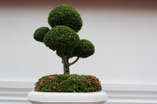 Beginner's Guide to Bonsai Trees: Growing, Styles, and Care Tips - Arborist  Now