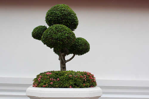 Bonsai Tree 1