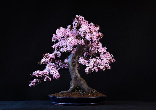 Flowering Bonsai Tree 2