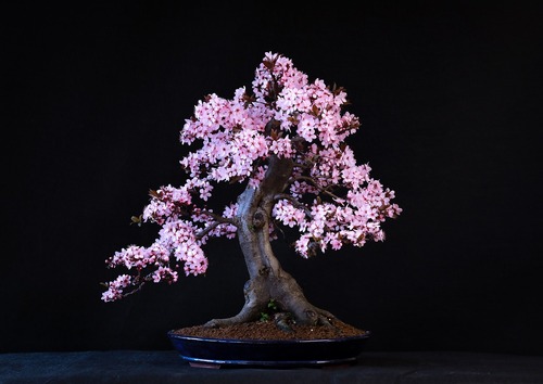 Beginner's Guide to Bonsai Trees: Growing, Styles, and Care Tips