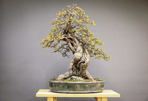 Bonsai Tree 4