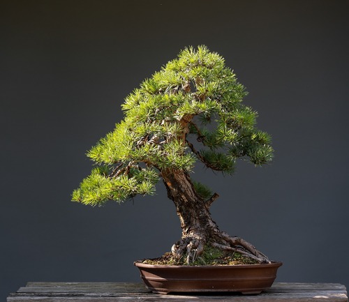 Bonsai Tree 5