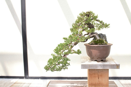 Bonsai Tree 6