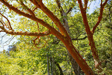 Madrone Tree