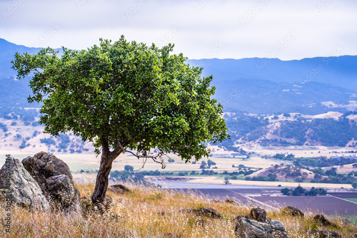 Valley Oak San Francisco Bay Area