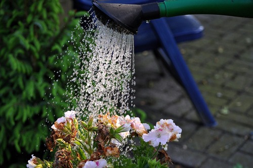 Watering Potted Plant