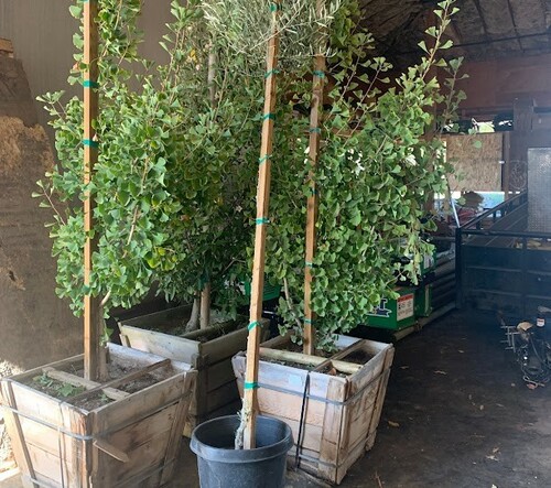 Artificial Olive Tree in Pot 12H