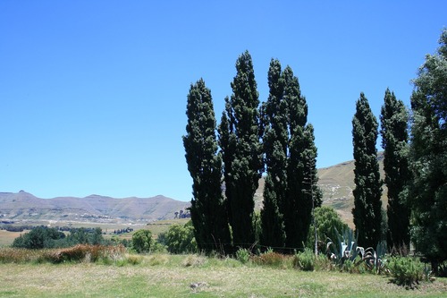 Lombardy Poplars   Columnar Trees