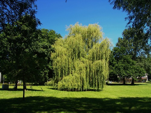 Weeping Willow Tree