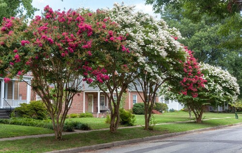 Crepe Myrtles   Vase Like Trees