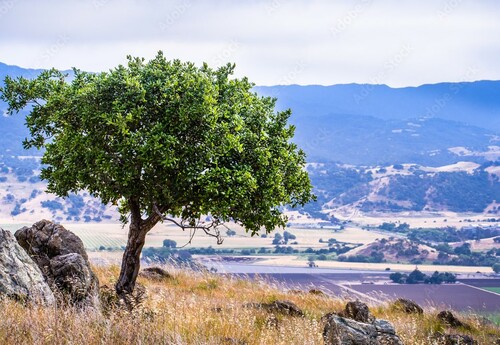 Valley Oak San Francisco Bay Area